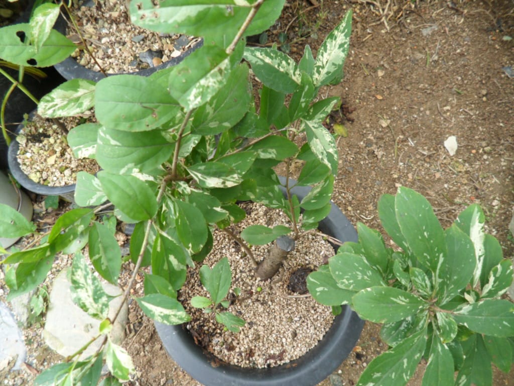 ? 2