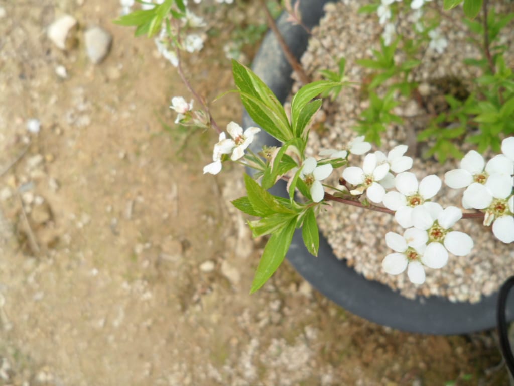 조팝나무 2