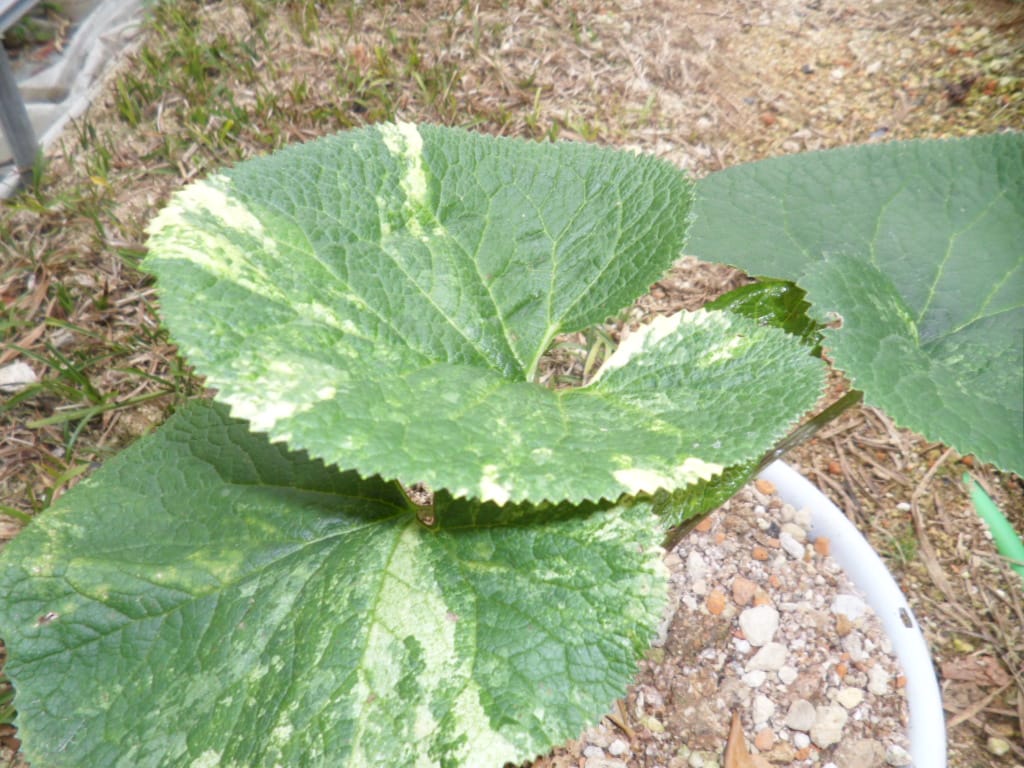 곰취 1