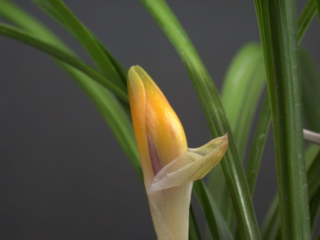 주홍화 3