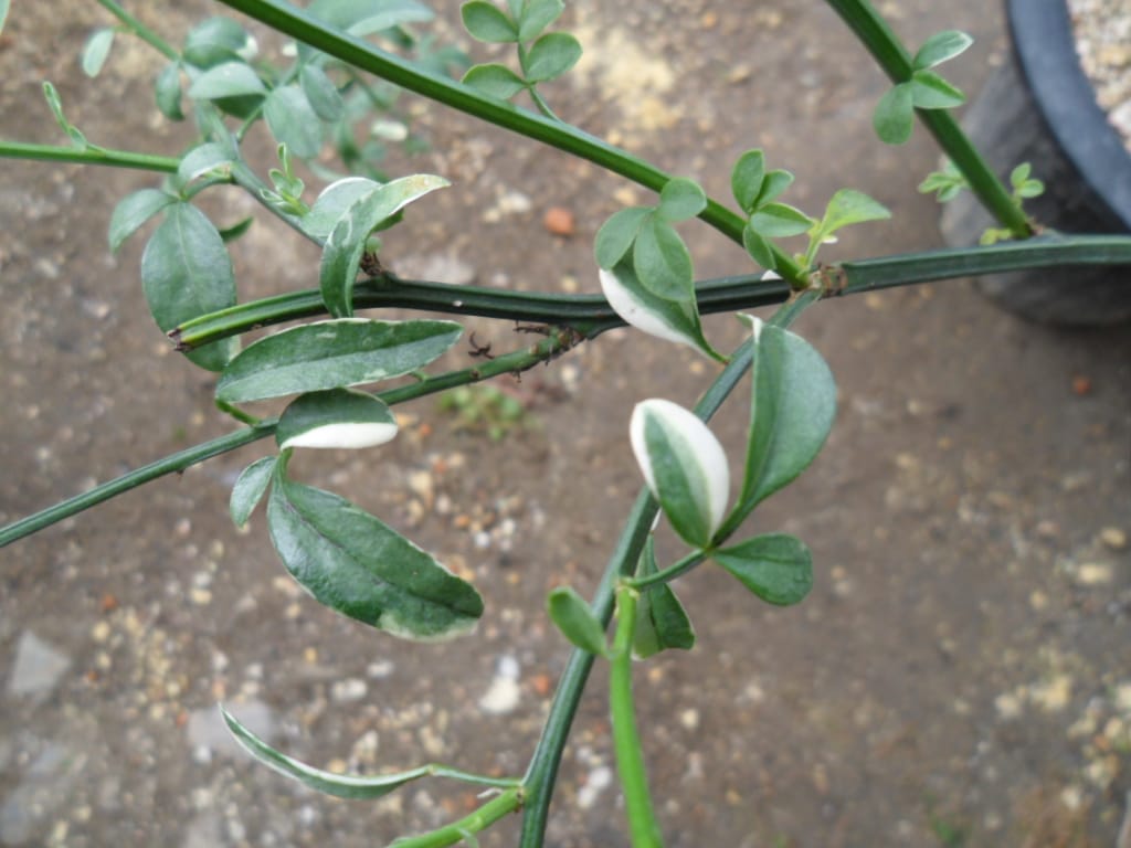 ? 2