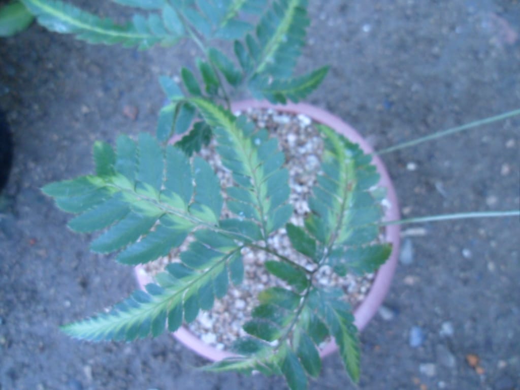 고사리 1