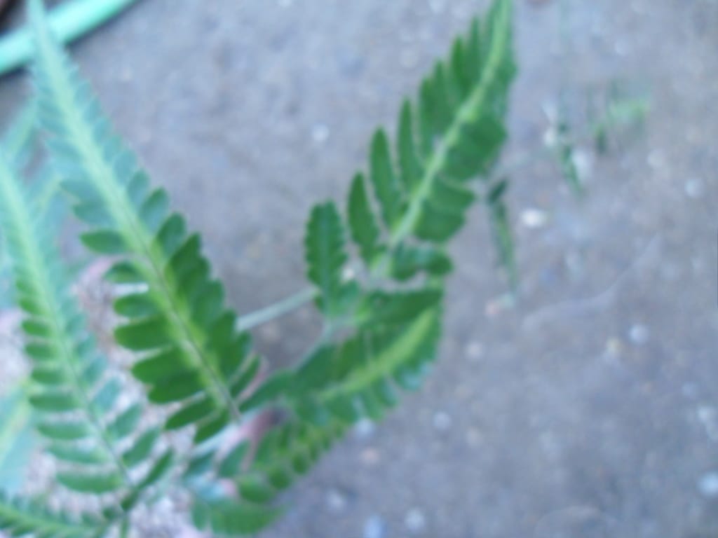 고사리 2