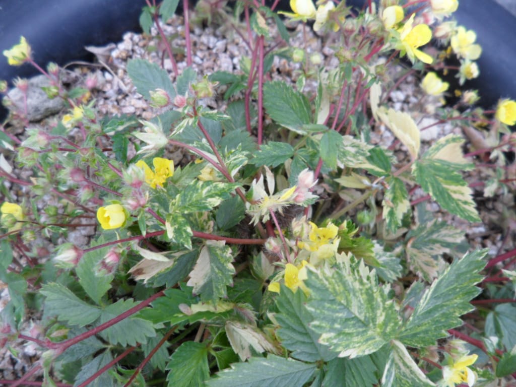 뱀딸기 3