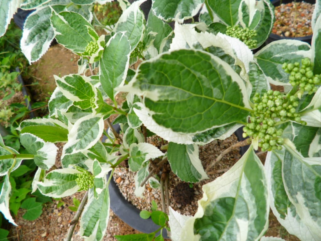 수국 2