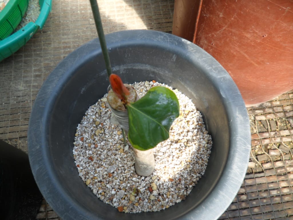 동백    해남 1