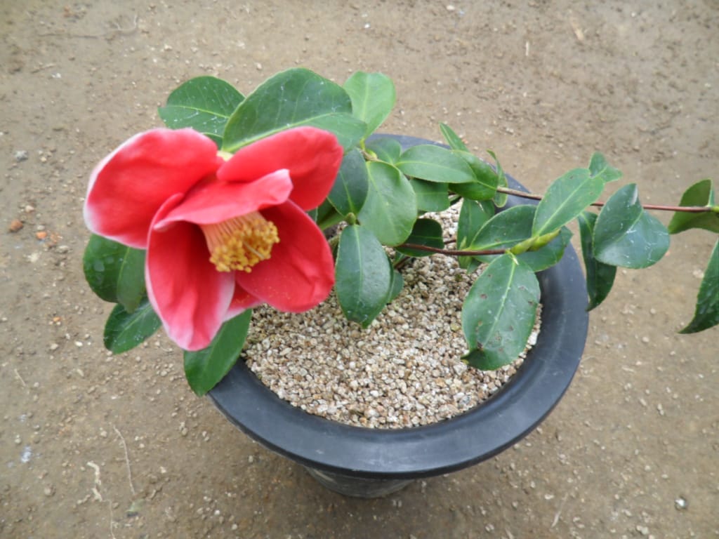 동백 1