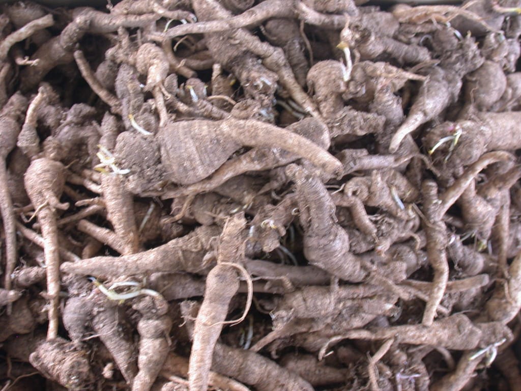 잔대(딱쥐) 2