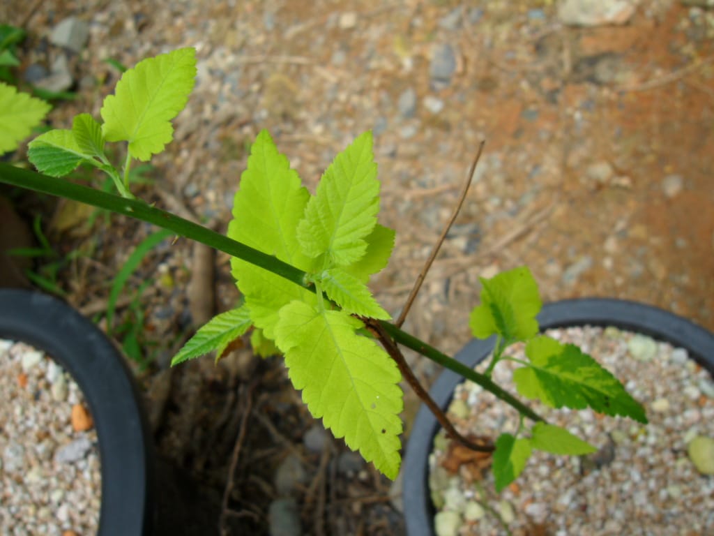 산딸나무 1