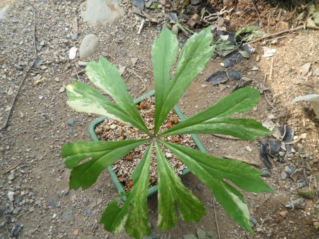 우산나물 3