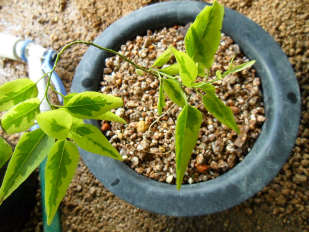 ? 2