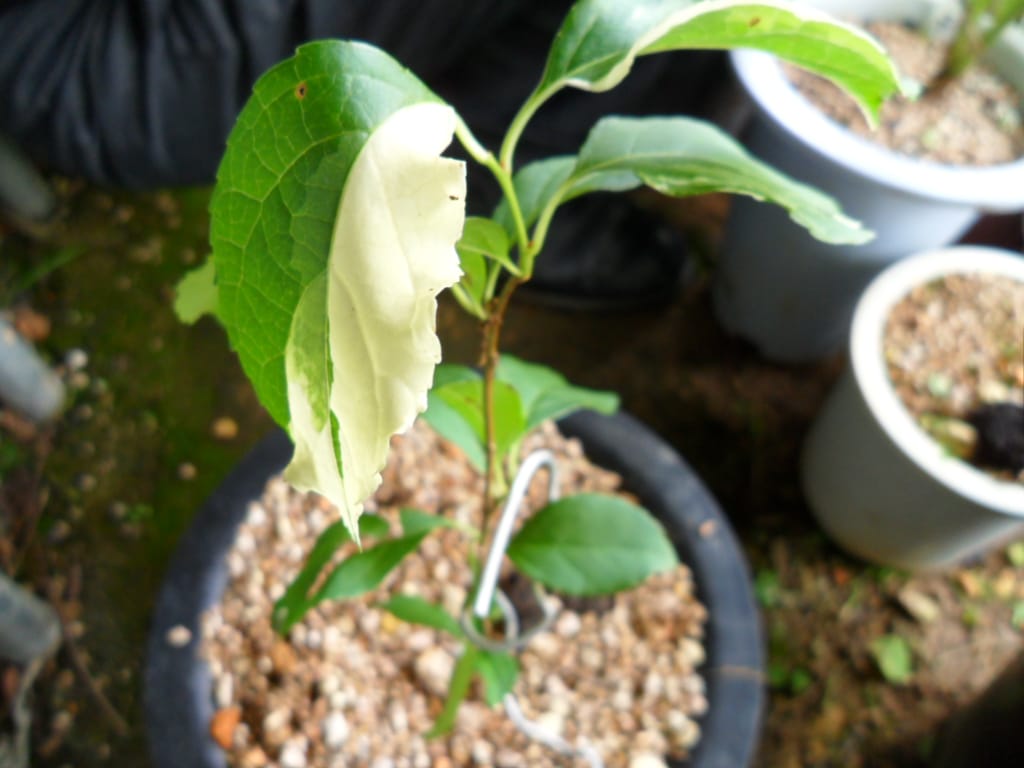 노박 2