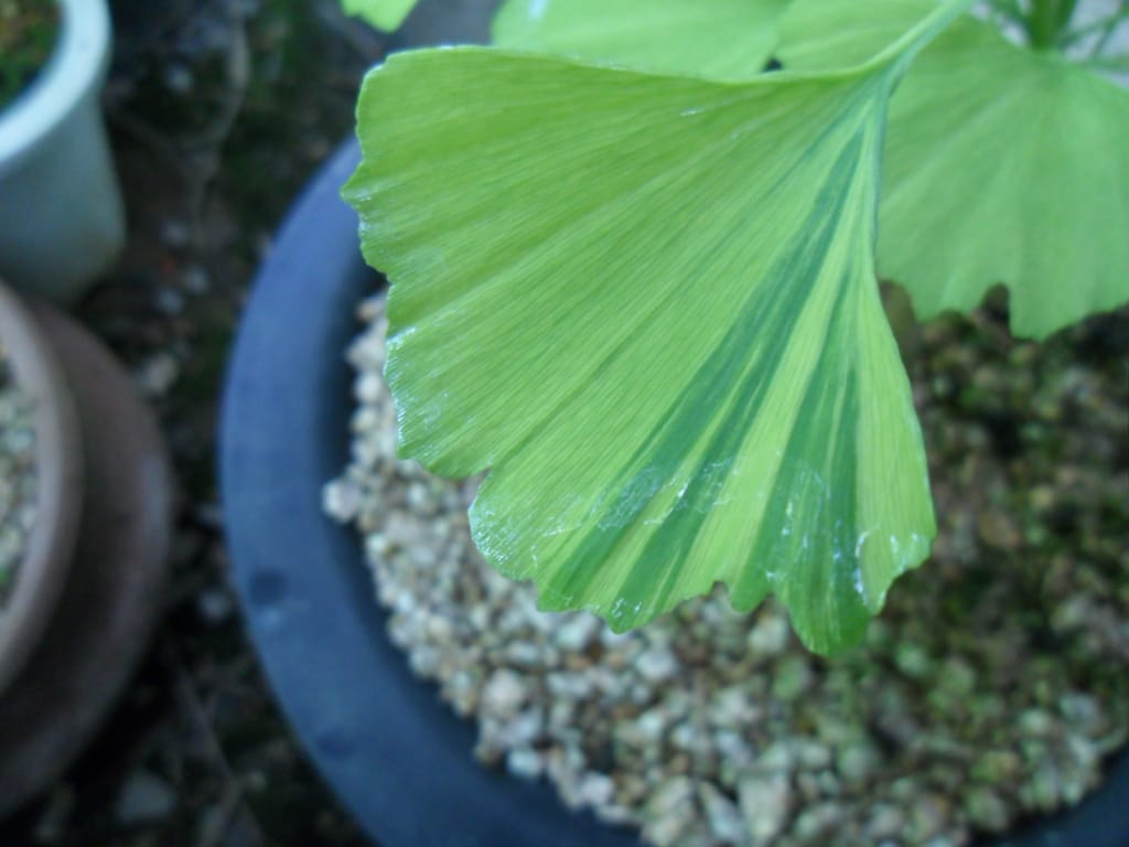은행 나무 1