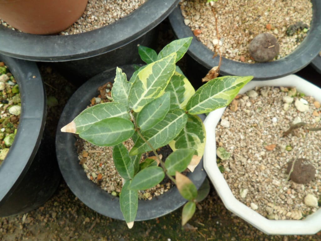 마삭줄 2