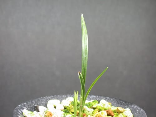 잎성산반 2