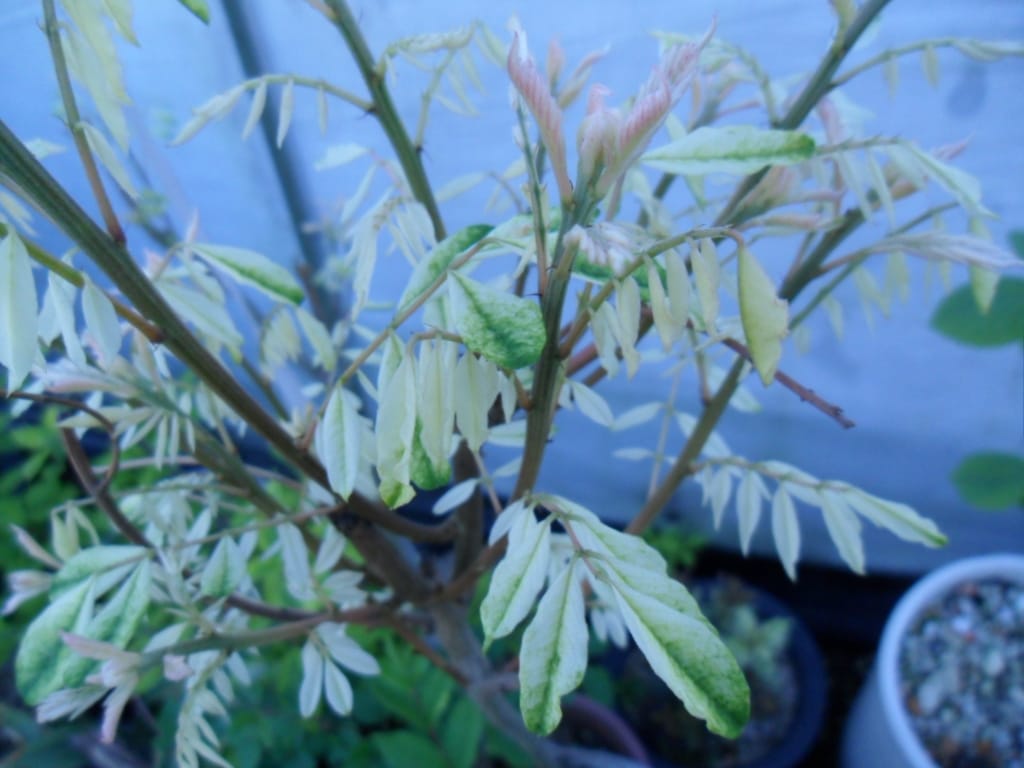 ? 3