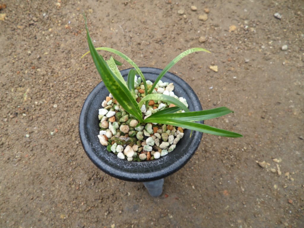 사피 1