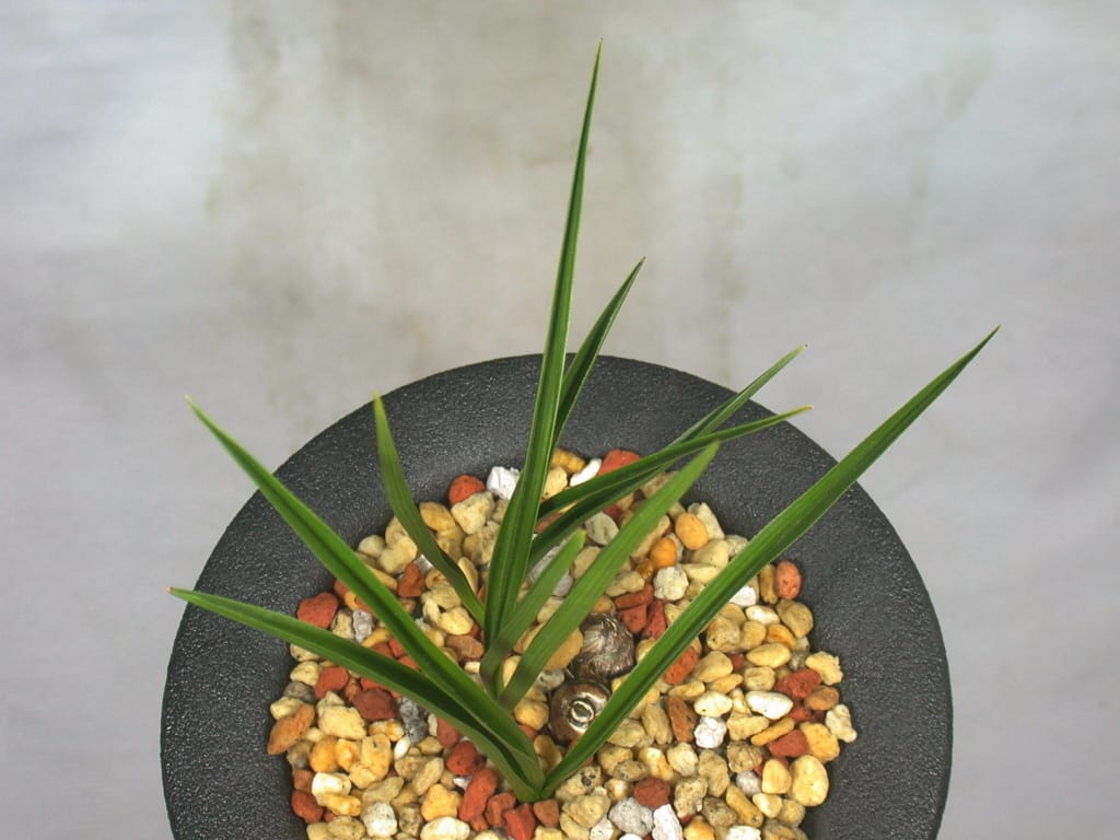 잎변 3