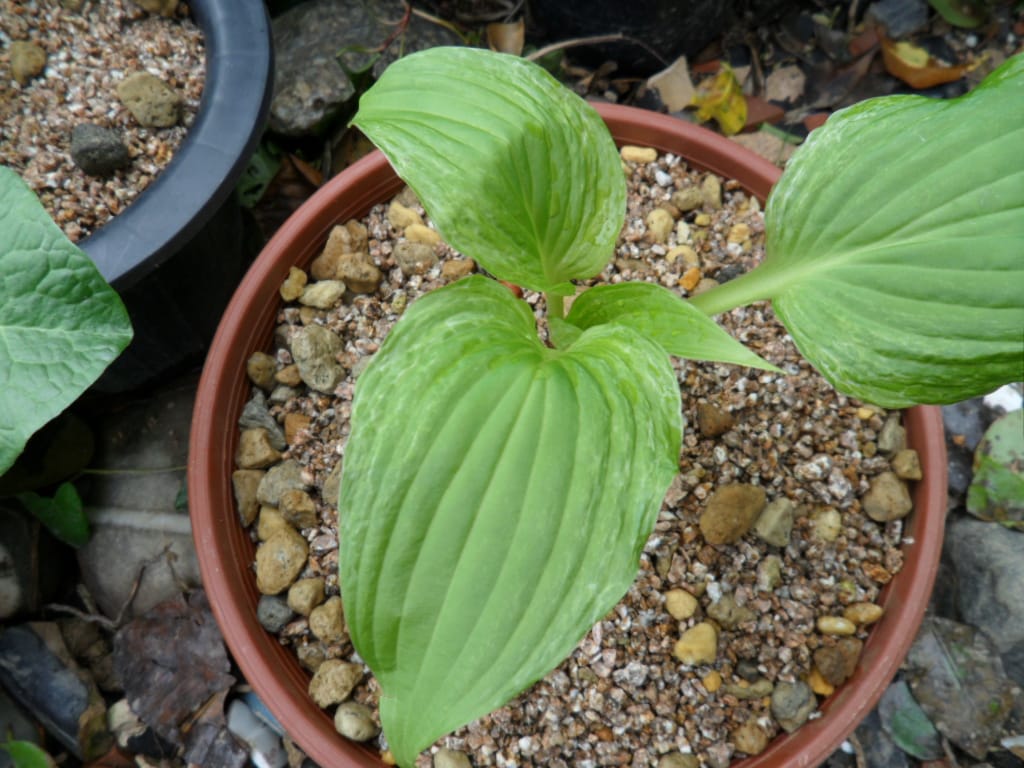 산채 비비추 산반 2