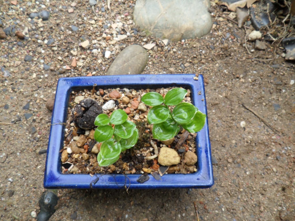 용둥글래 2