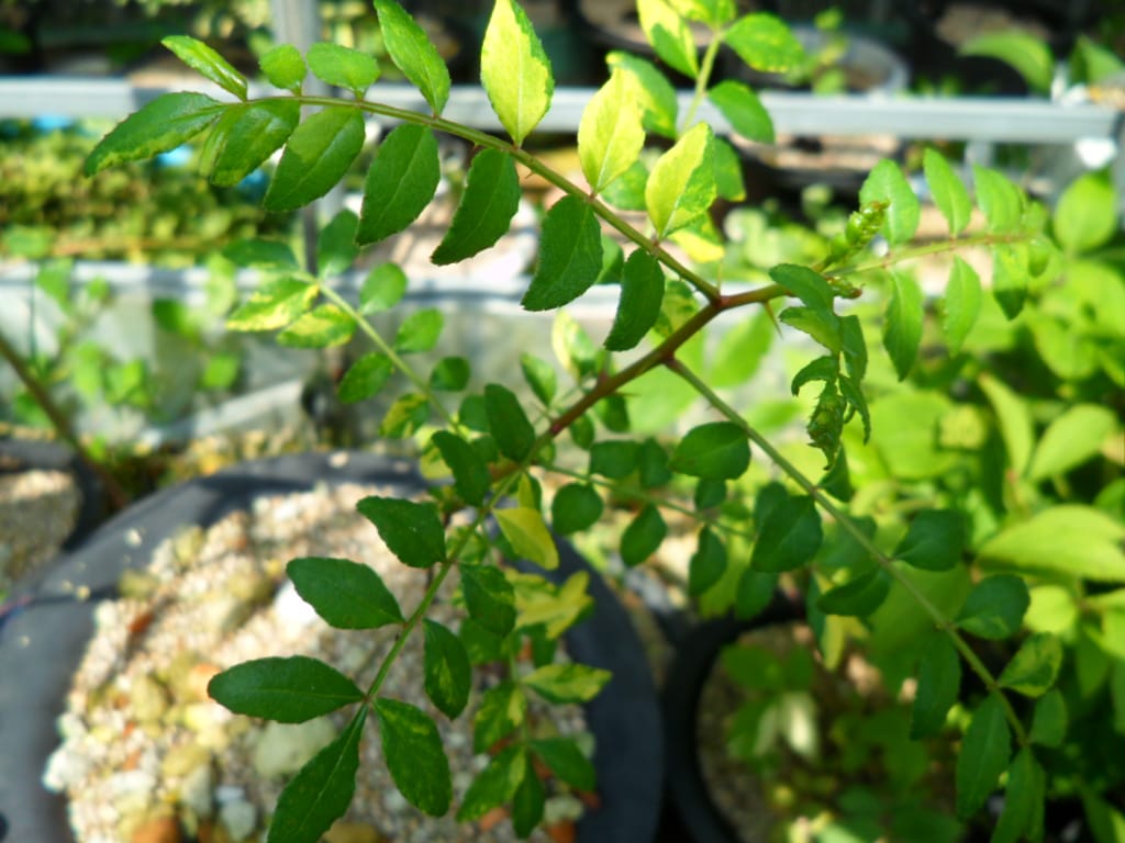 산초나무 3