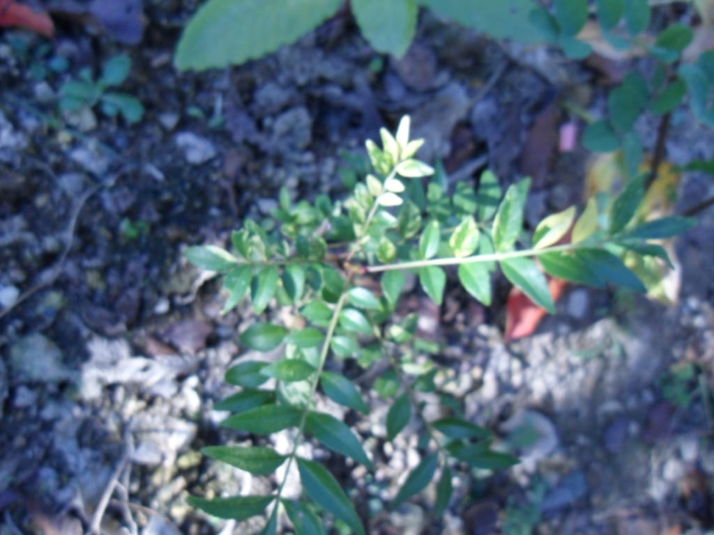 산초나무 1