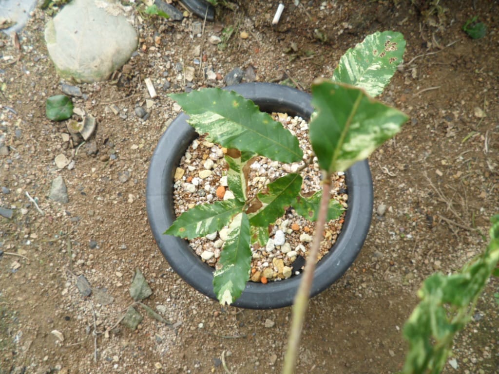 밤나무 3