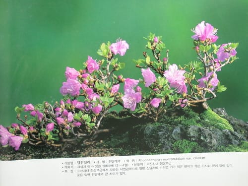 털진달래 1