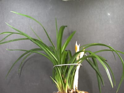 주홍화 1
