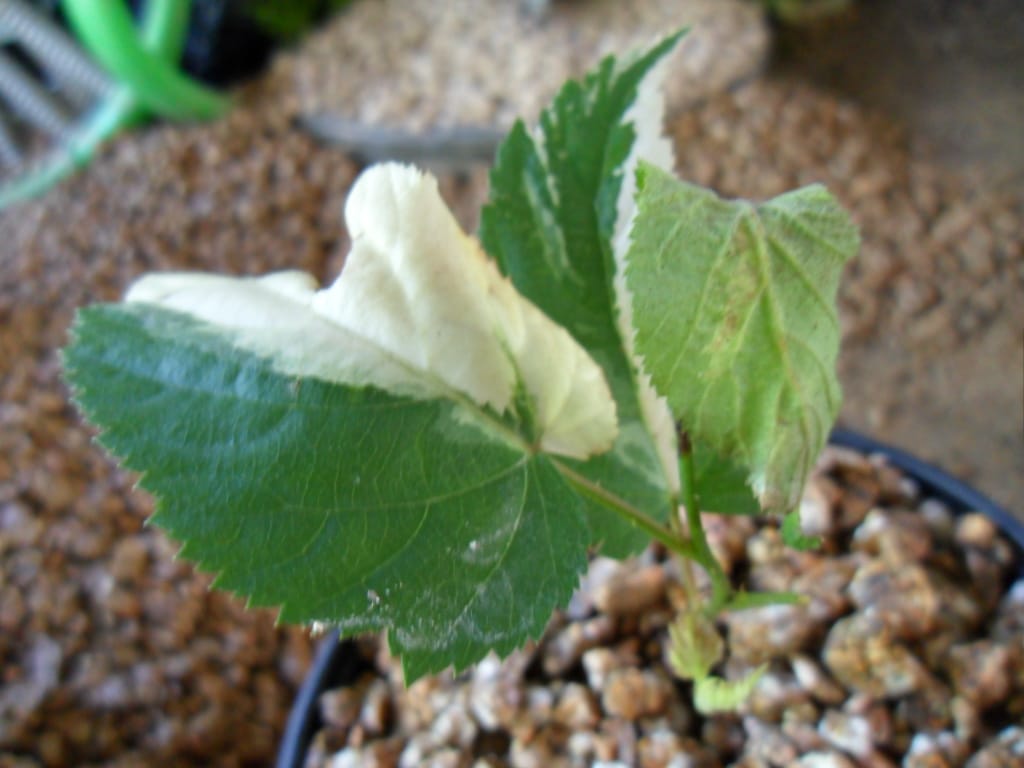 산딸나무 2