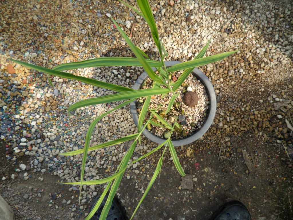 억새풀 1