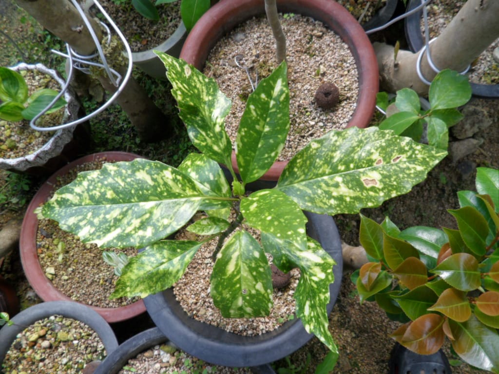청목 1