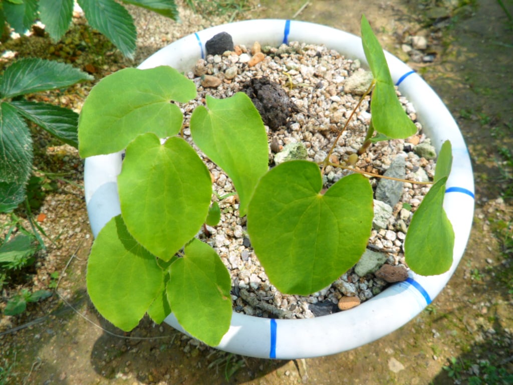 삼치구엽초 1