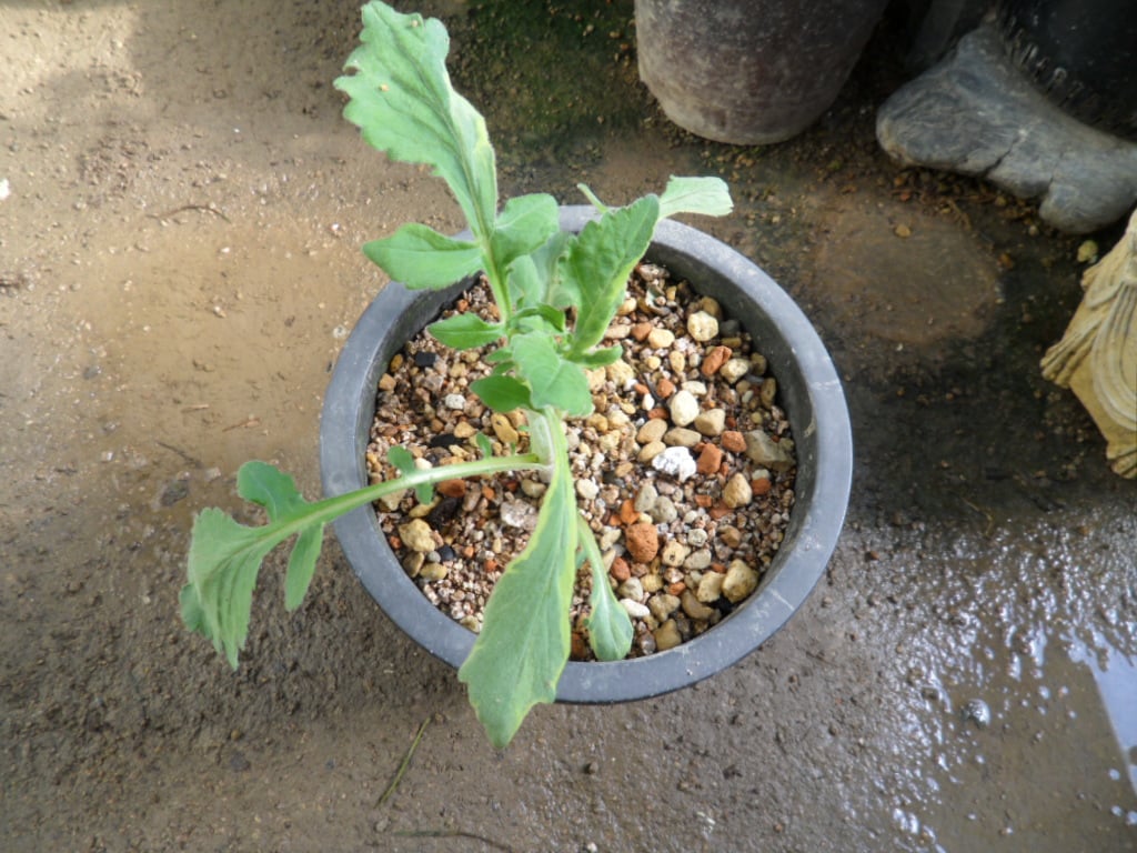 ? 1