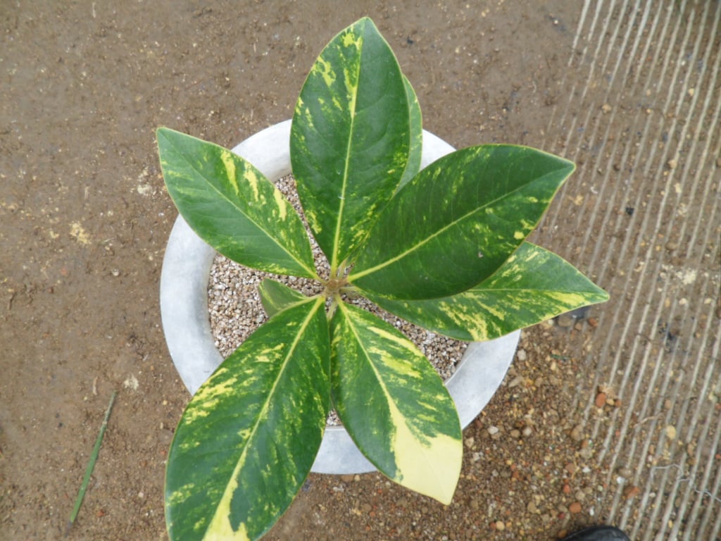 태산목 1
