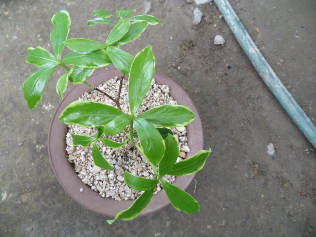 천리향 1