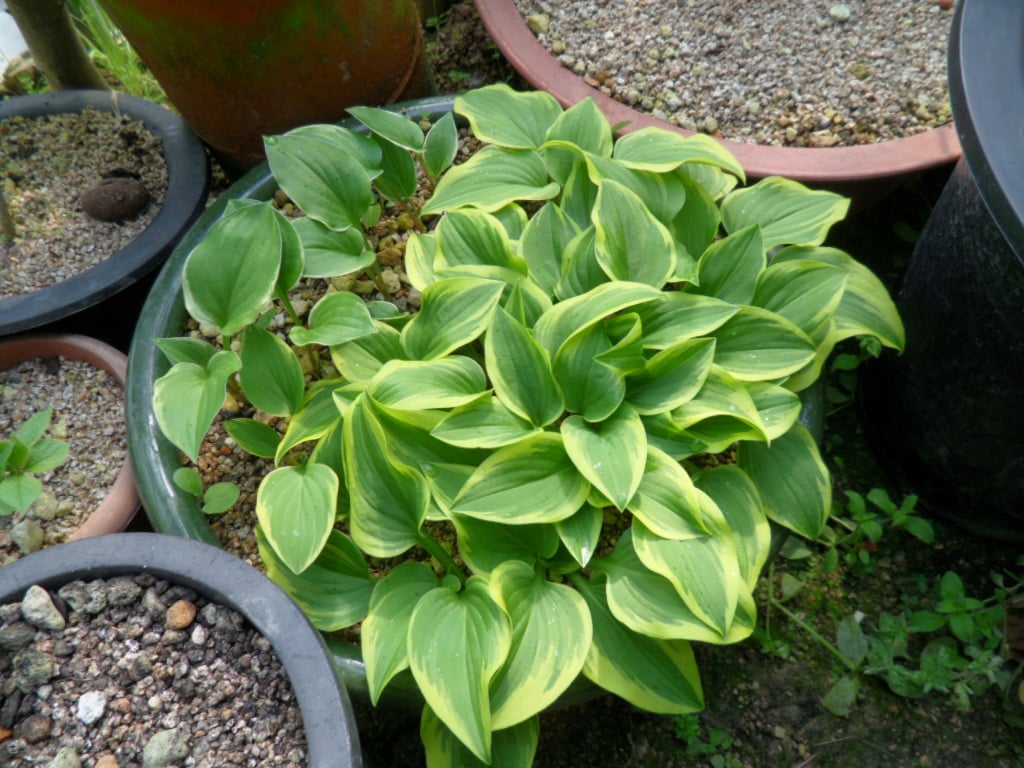 제주좀비비추 1