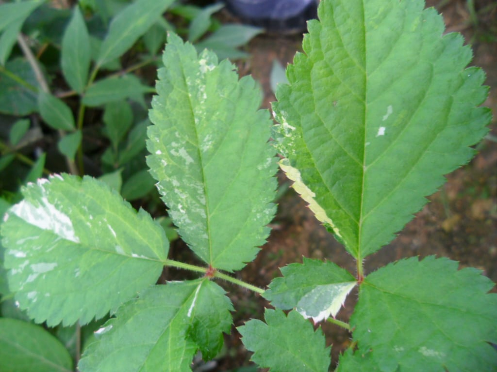 ? 1