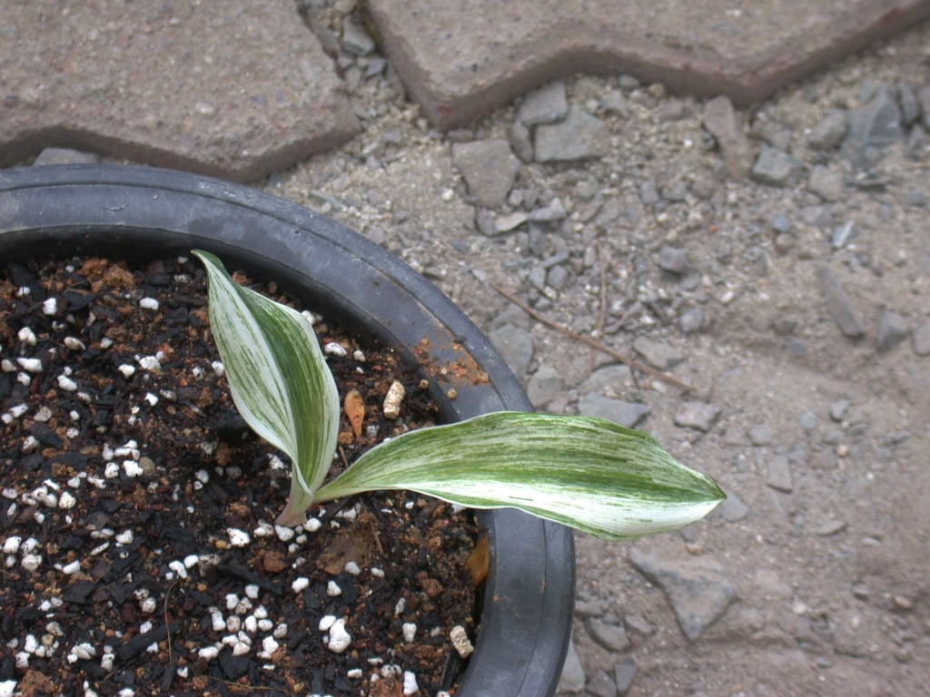 은방울산반 1