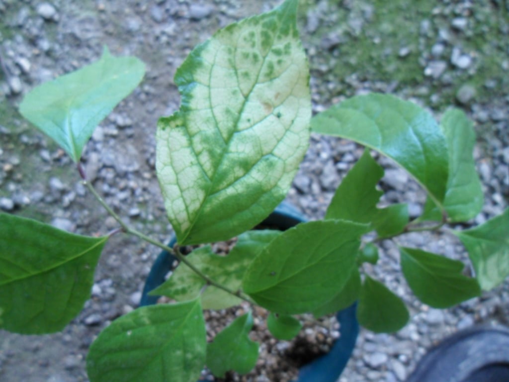 ? 1