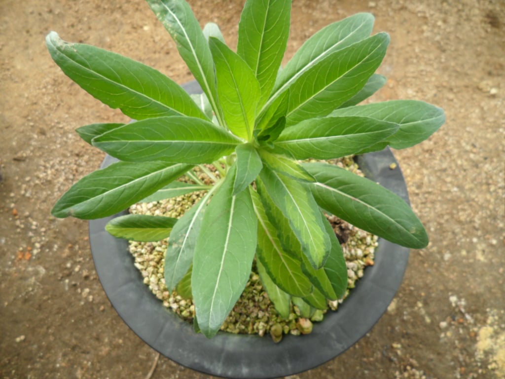 ? 1