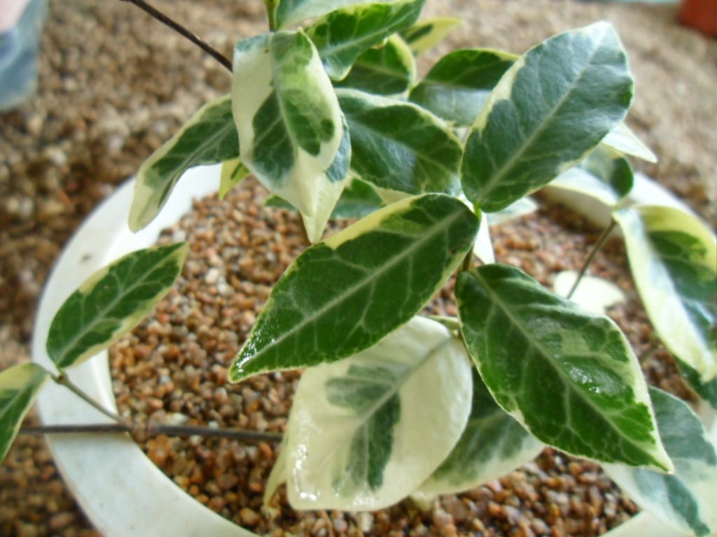 마삭줄 1