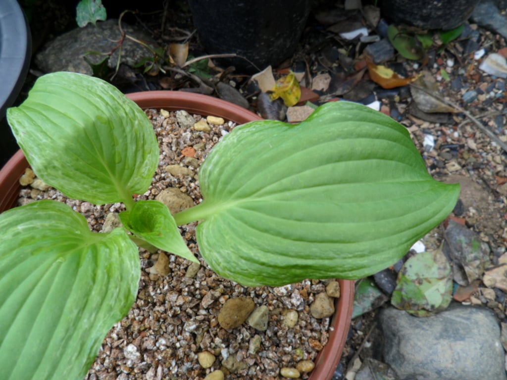 산채 비비추 산반 1