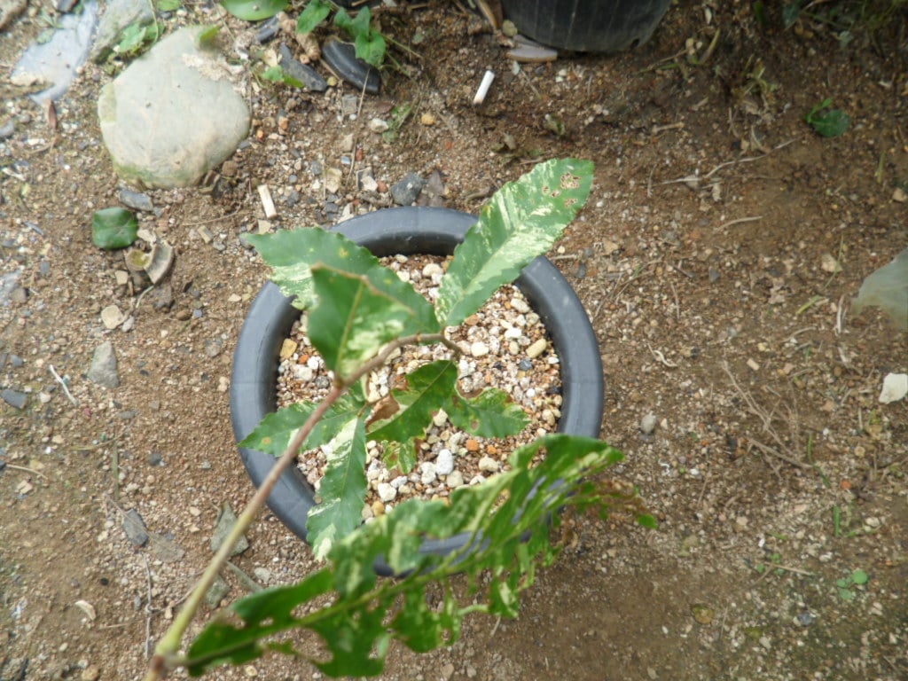 밤나무 1