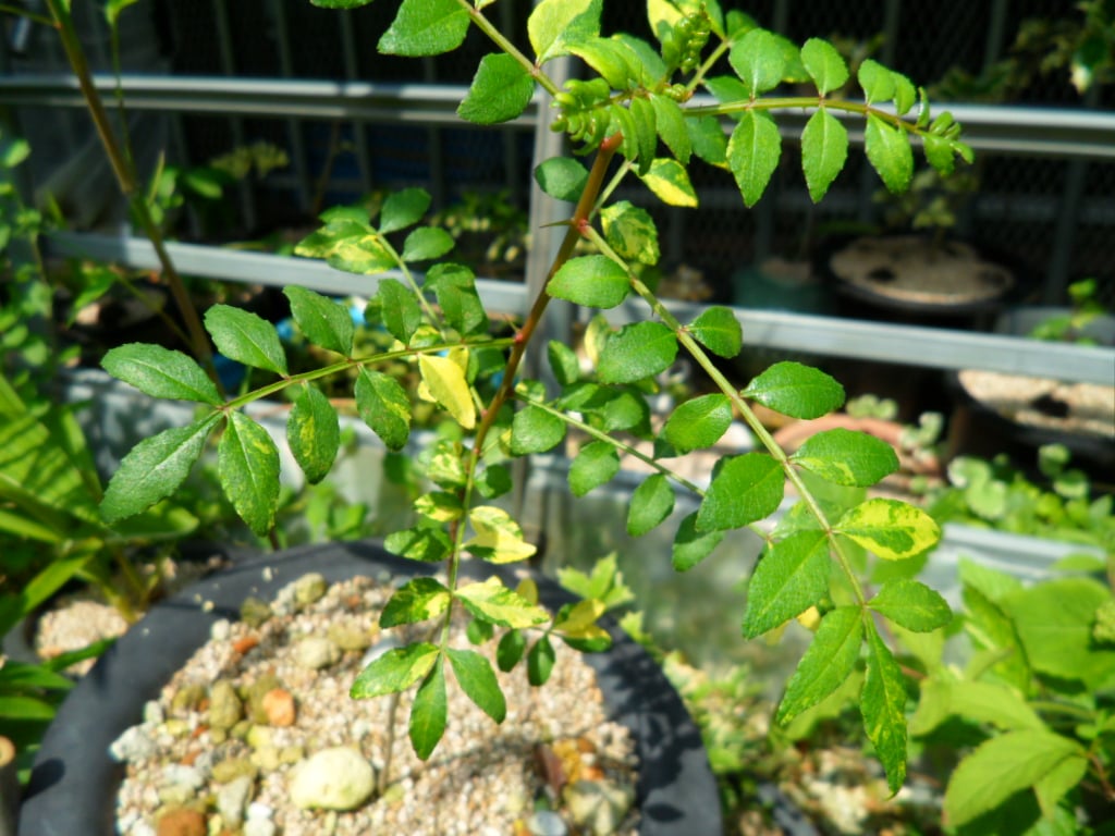 산초나무 1