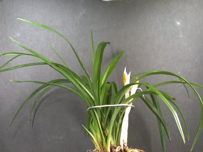 주홍화 1
