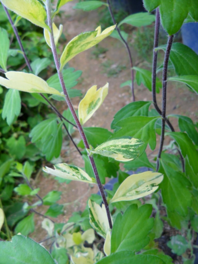 산국화 1