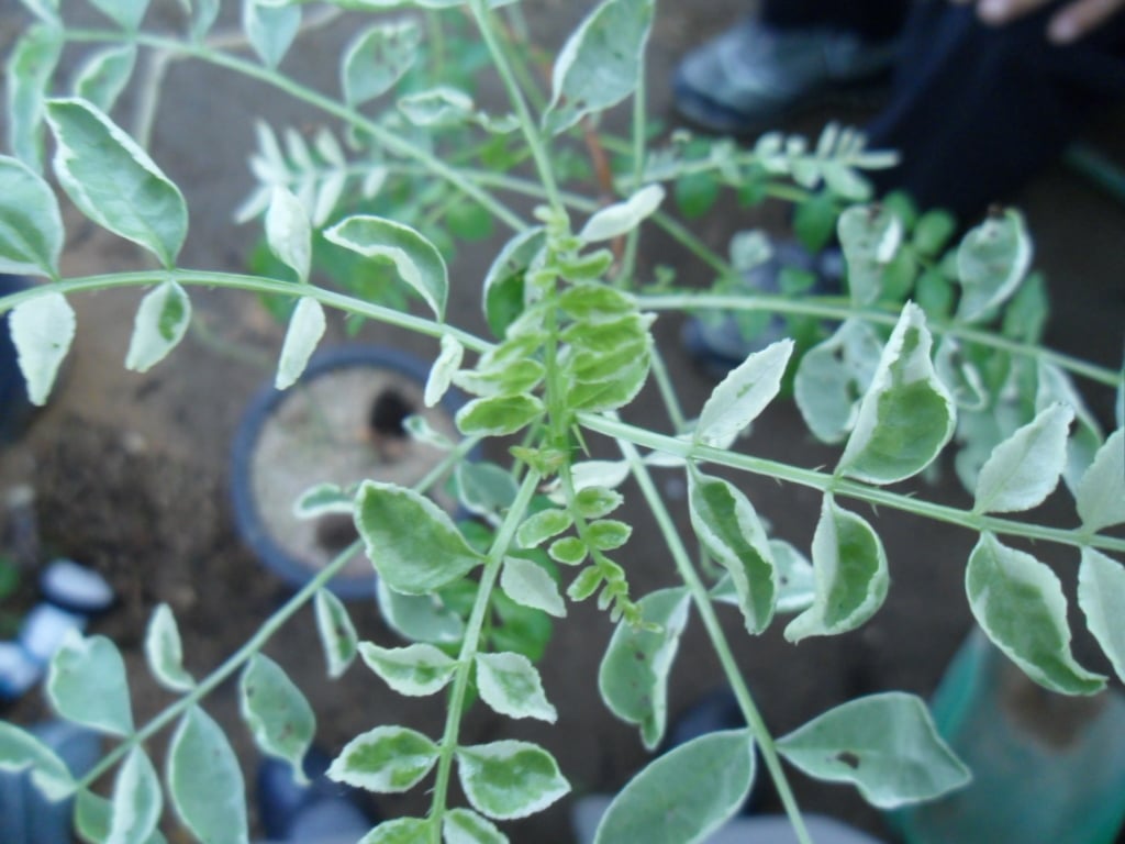 산초나무 1