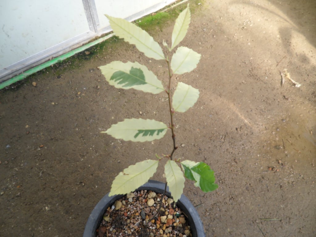 밤나무 1