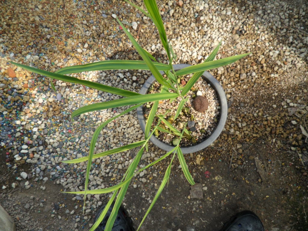 억새풀 1
